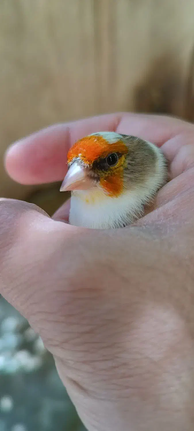 سهره قناری ابلغ|پرنده|کامیاران, |دیوار