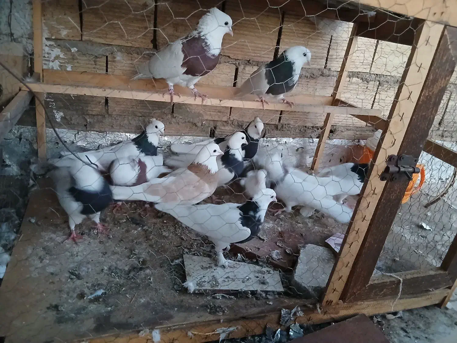 کبوتر|پرنده|یزد, |دیوار