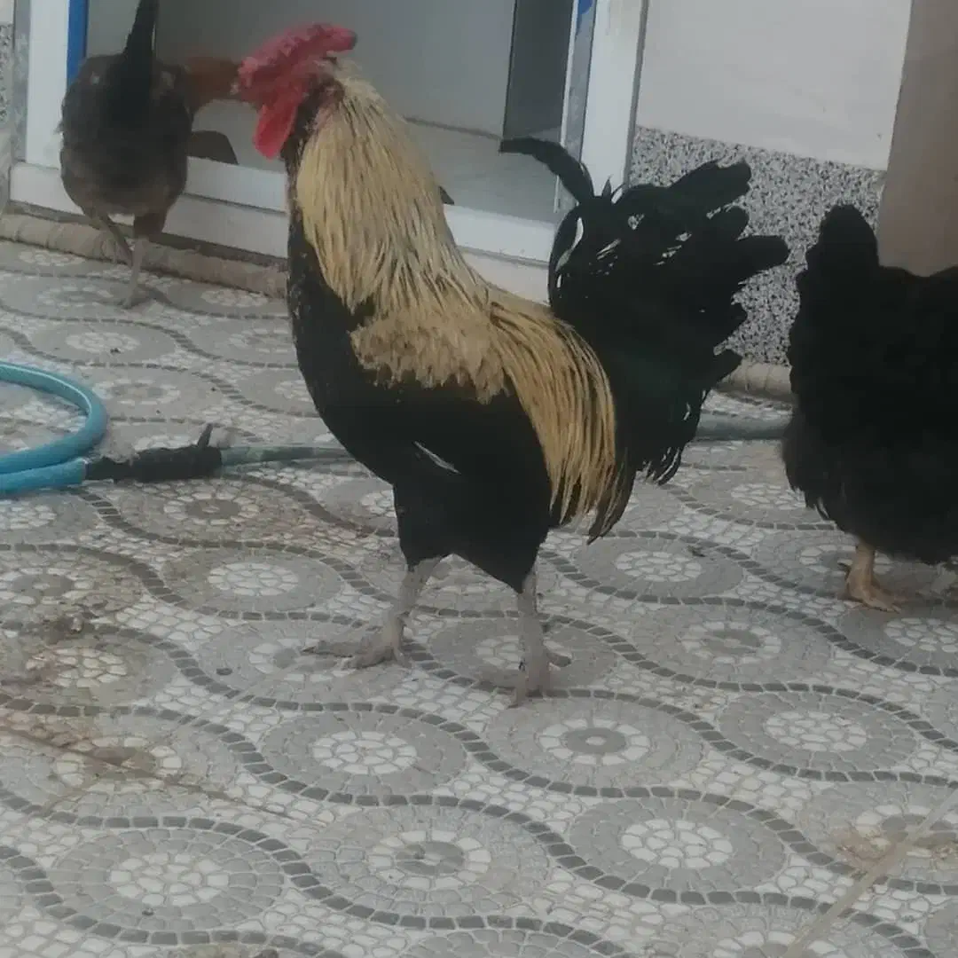 خروس گلین جوان سالم ومرغ محلی اصل|حیوانات مزرعه|آبدان, |دیوار