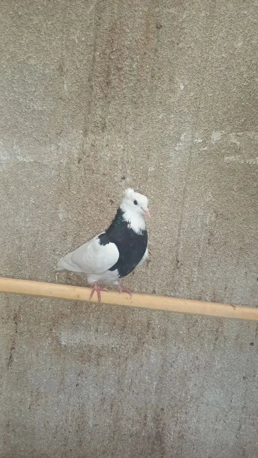 طوقی|پرنده|مشهد, فاطمیه|دیوار