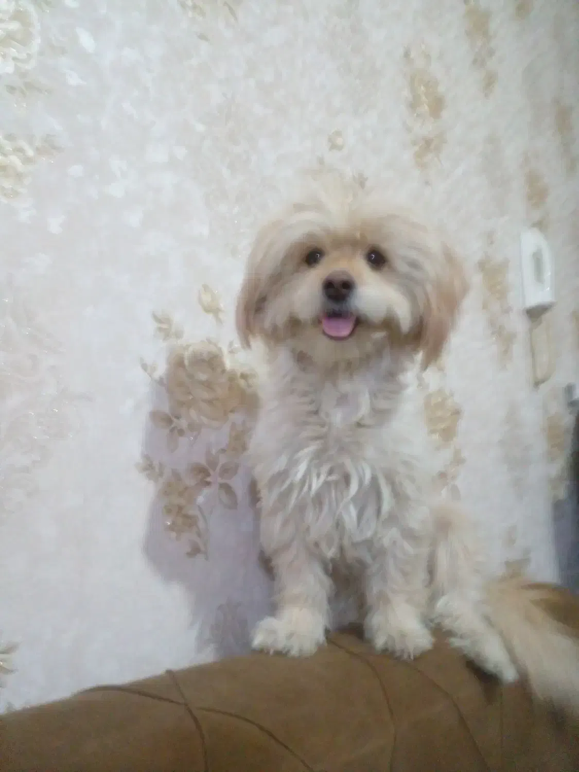 واگذاری غیر رایگان مادر و دختر|سگ|بومهن, |دیوار