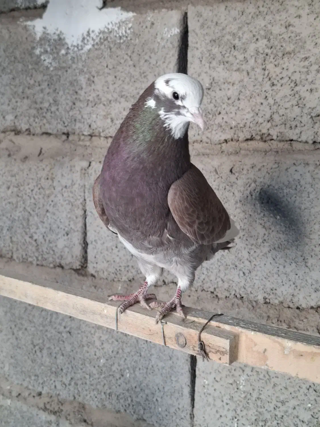 کفتر پرشی|پرنده|سیرجان, |دیوار