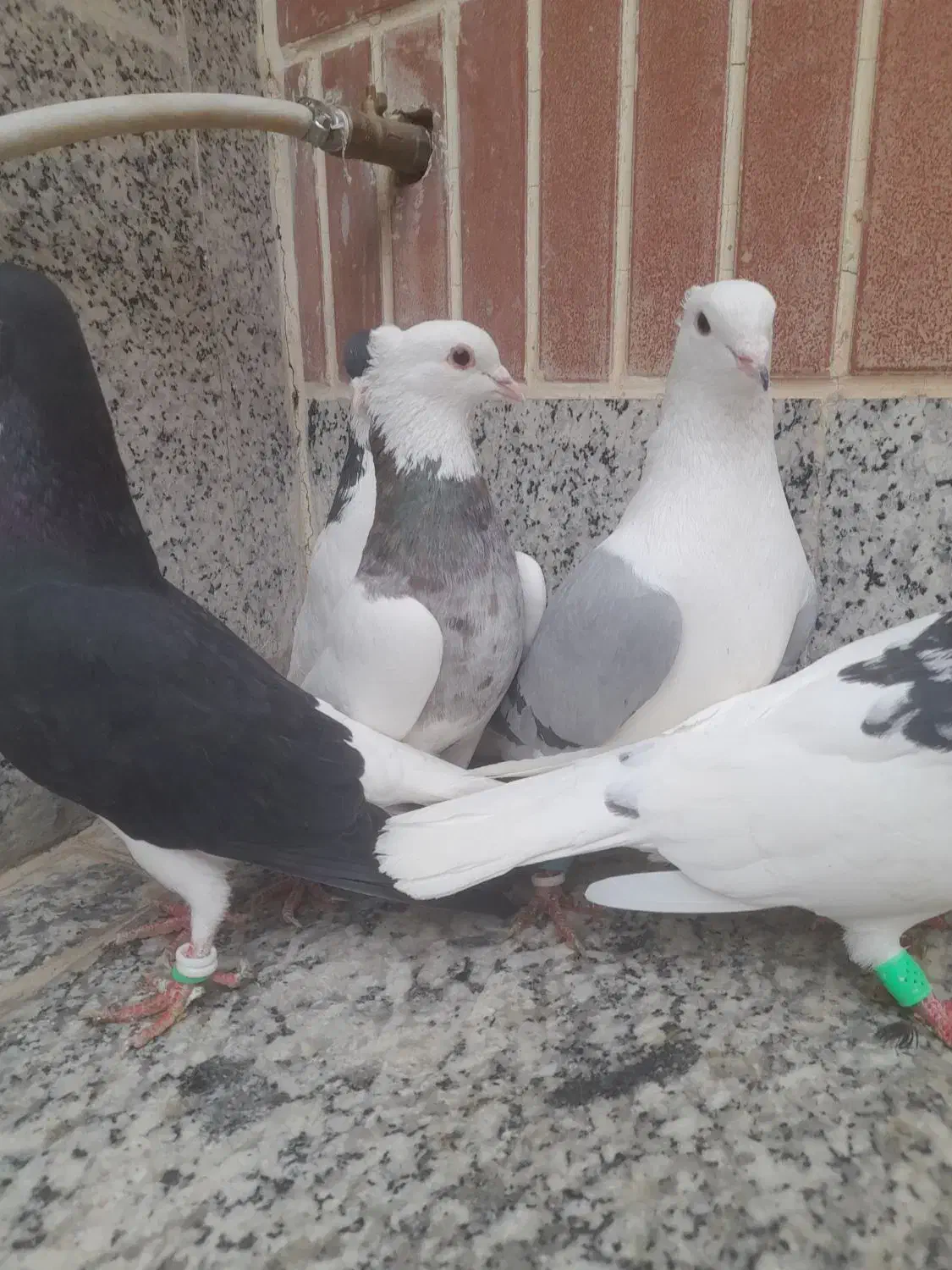 رنگی|پرنده|برخوار, |دیوار