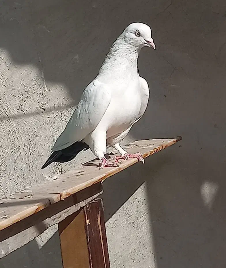 کفتر دم سیاه|پرنده|ماهدشت, |دیوار