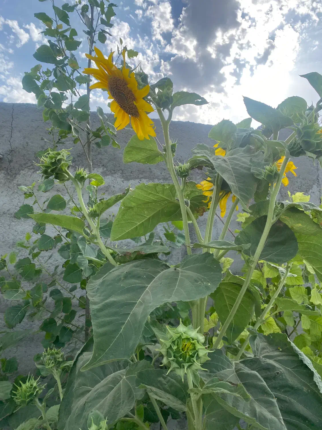فروش باغ در روستای شهرستانک رباط کریم|فروش زمین و ملک کلنگی|رباط‌کریم, شهرستانک|دیوار