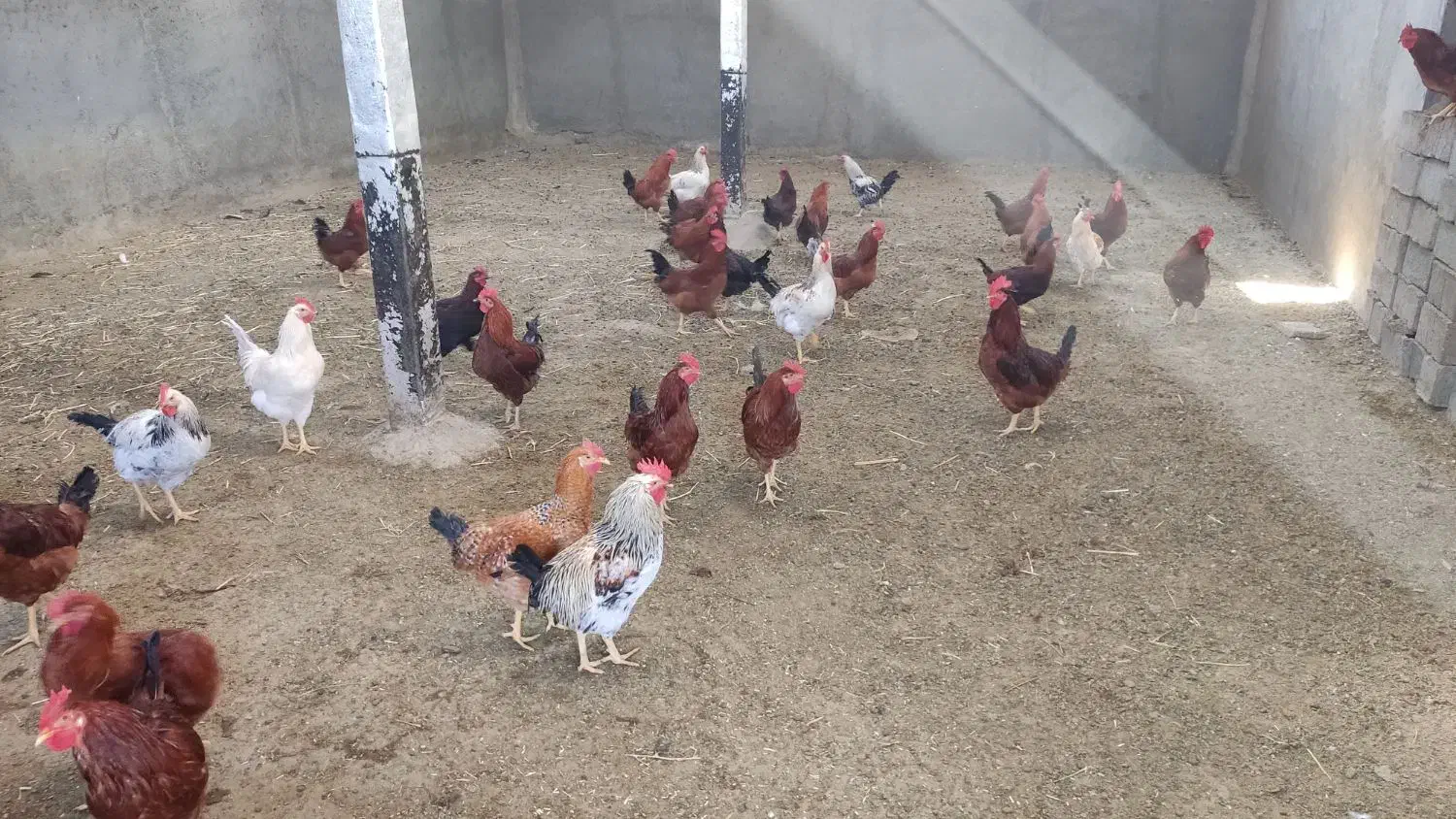 مرغ تخمگذار محلی و خروس|حیوانات مزرعه|تکاب, |دیوار