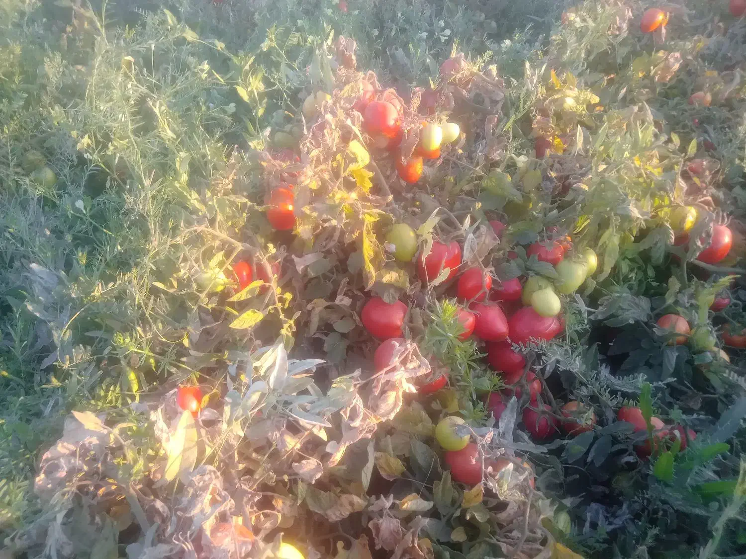 گوجه سسی یا کبابی|خوردنی و آشامیدنی|موچش, |دیوار