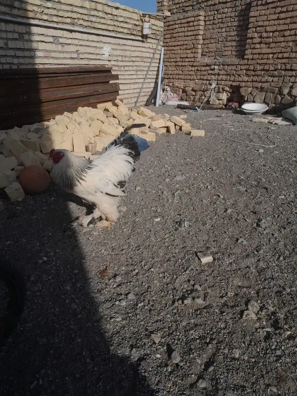 مرغ خروس|حیوانات مزرعه|ملکآباد, |دیوار