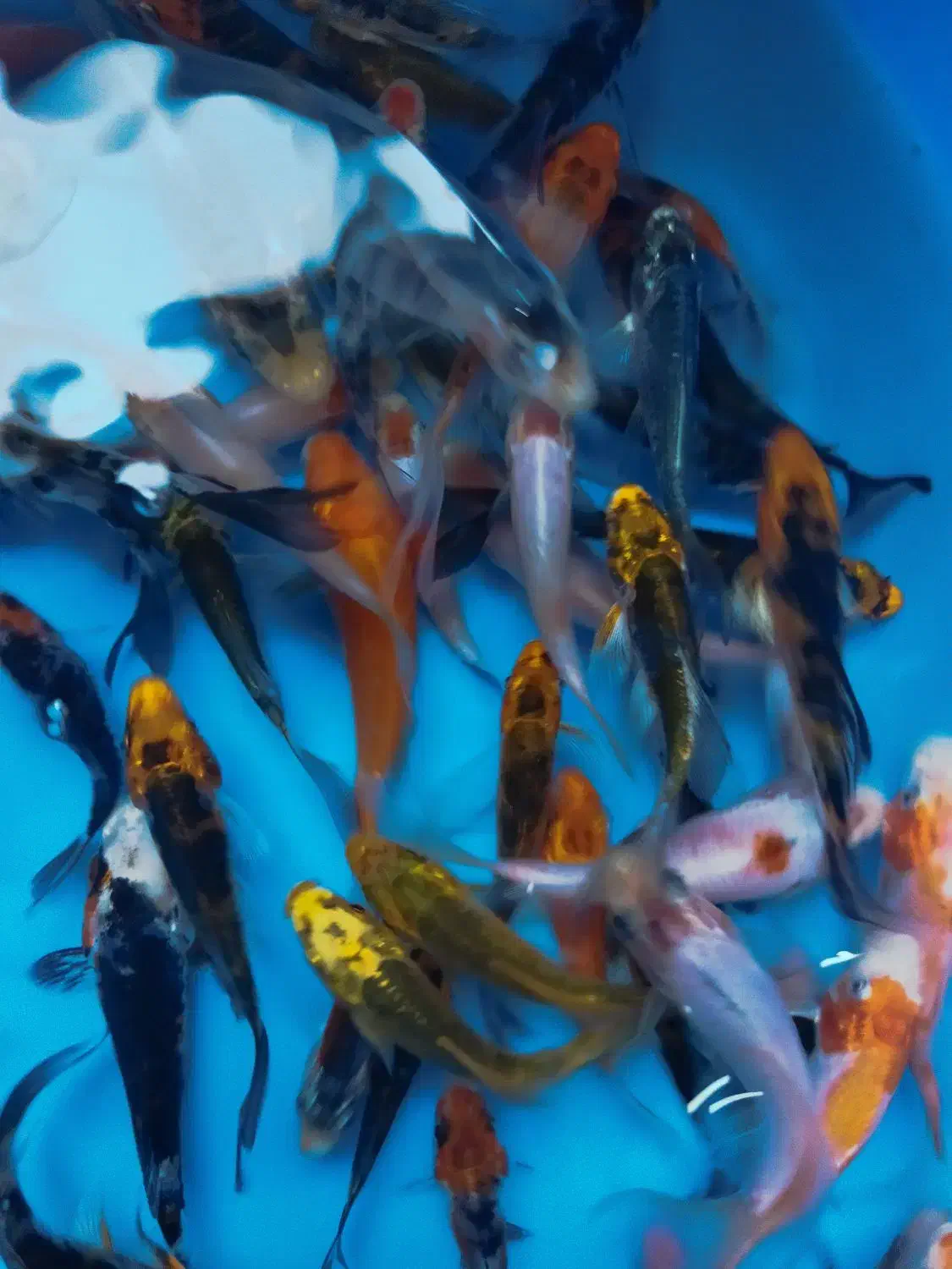 انواع ماهی کپور رنگی امور و کوی رنگارنگ|ماهی|تهران, وردآورد|دیوار