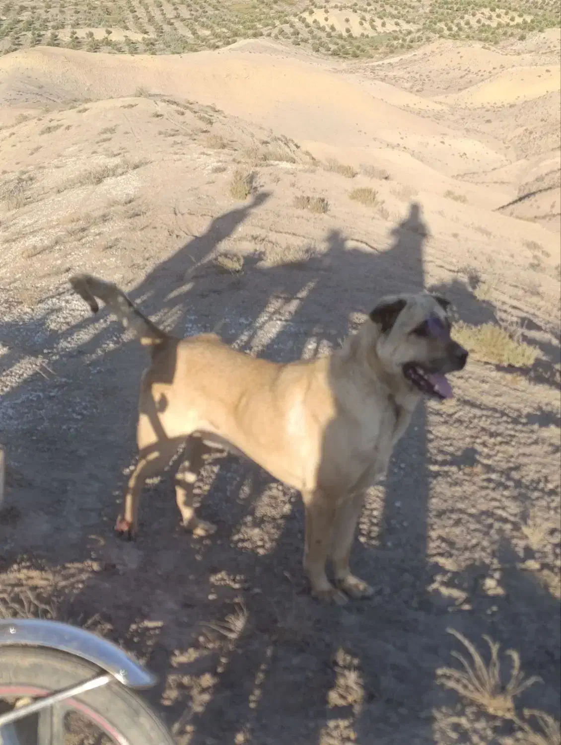 سگ عراقی|سگ|چورزق, |دیوار