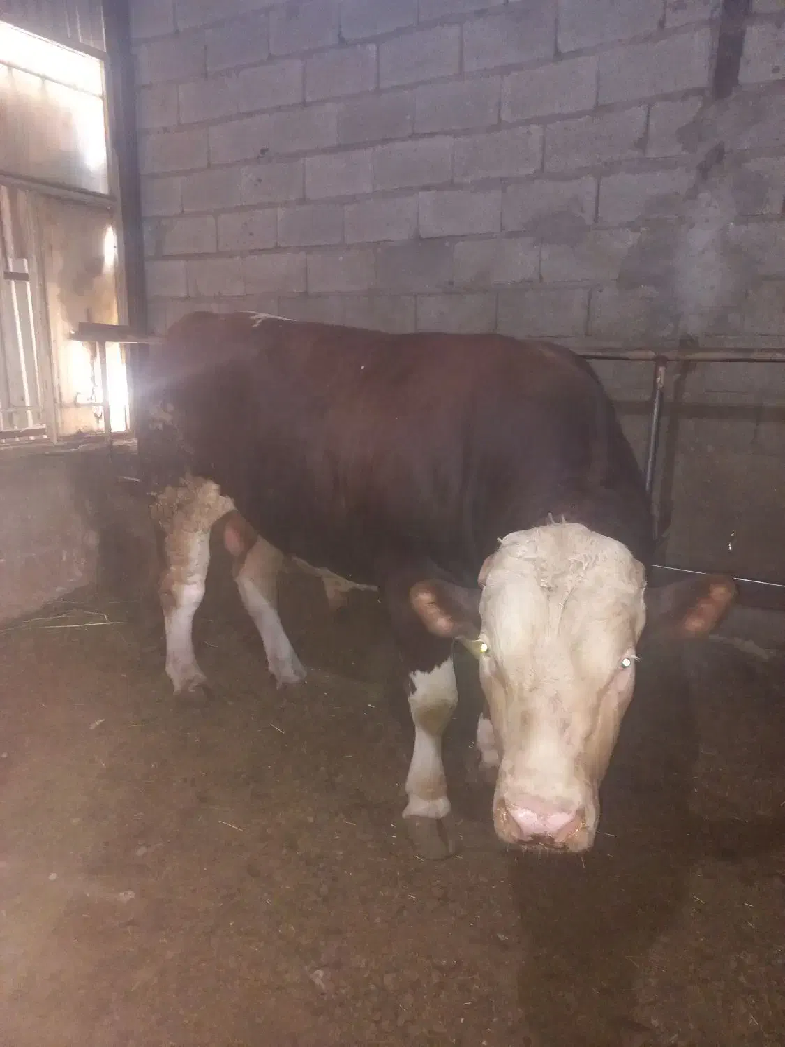 خریدوفروش گاو  گوشتی وگوساله|حیوانات مزرعه|تبریز, |دیوار