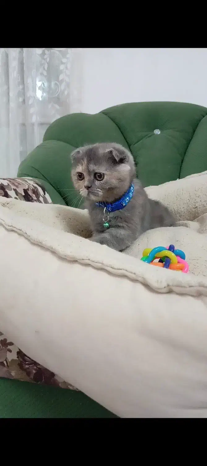 اسکاتیش فولد(گوش خمیده)|گربه|مشهد, بهشت|دیوار