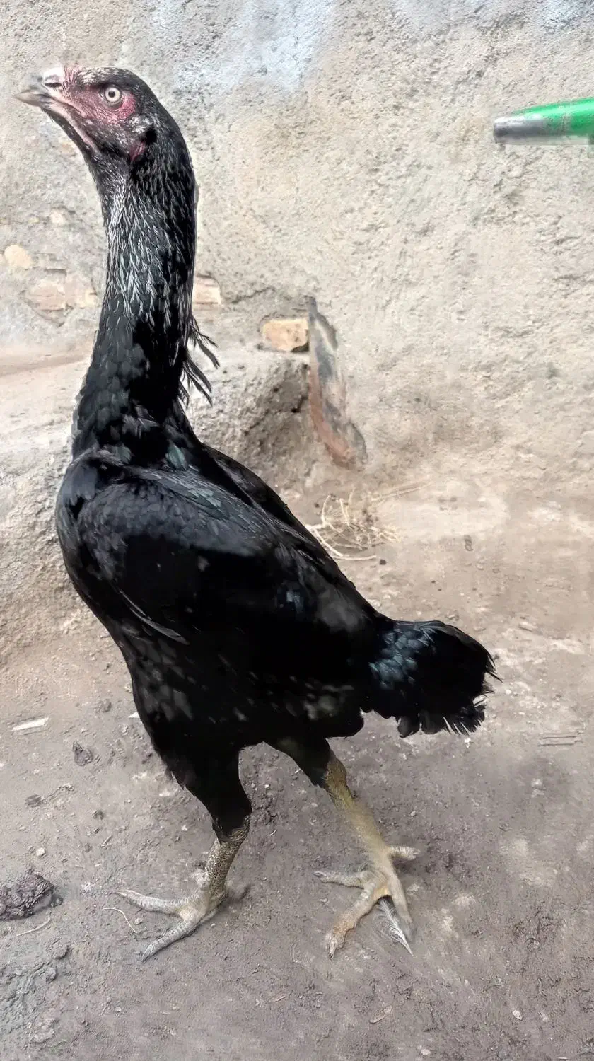 مرغ لاری|حیوانات مزرعه|مشهد, کلاته برفی|دیوار