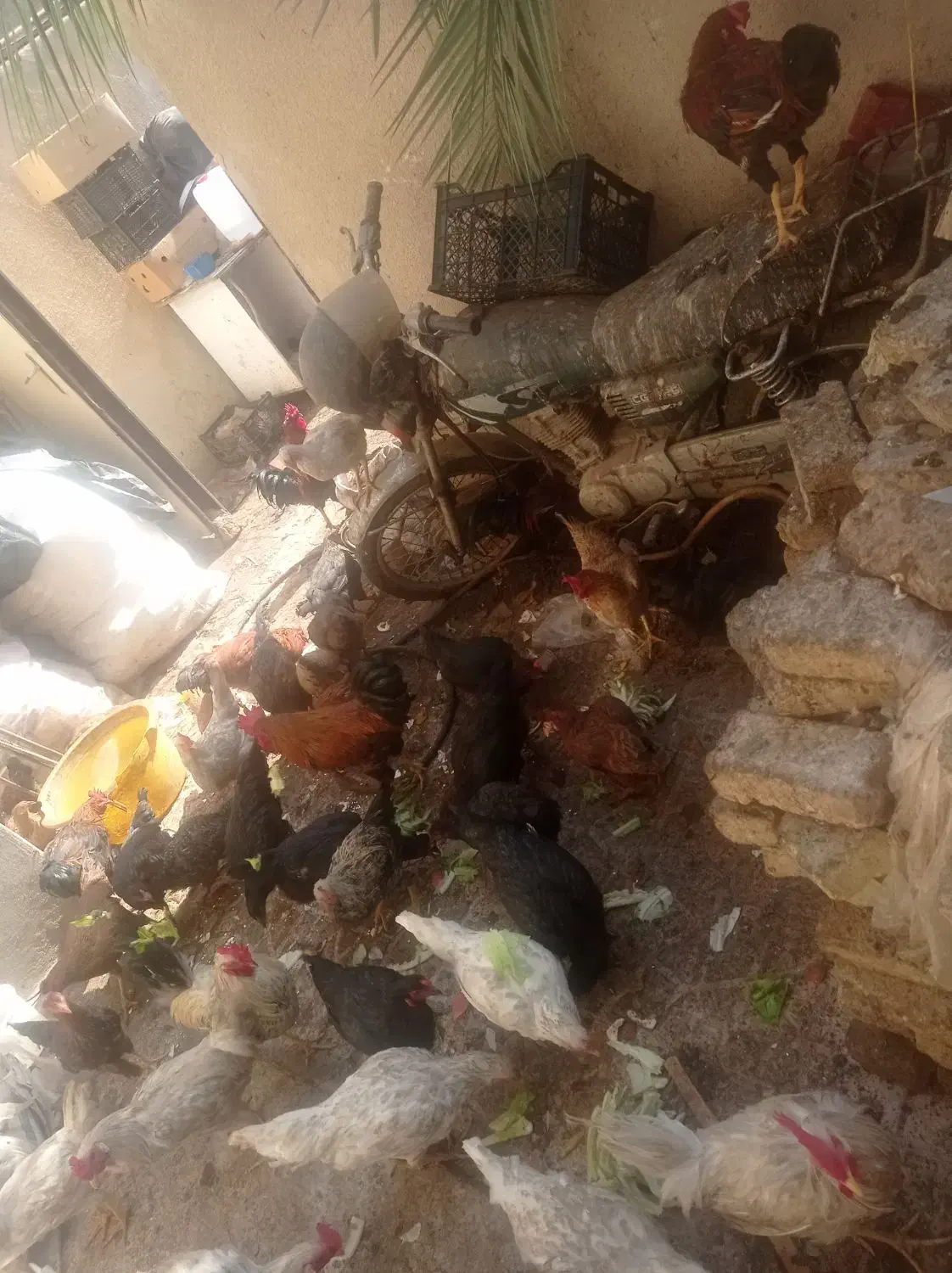 تعداد زیادی مرغ. رسمی تخم گذار وخروس لاری|حیوانات مزرعه|کهریزک, |دیوار