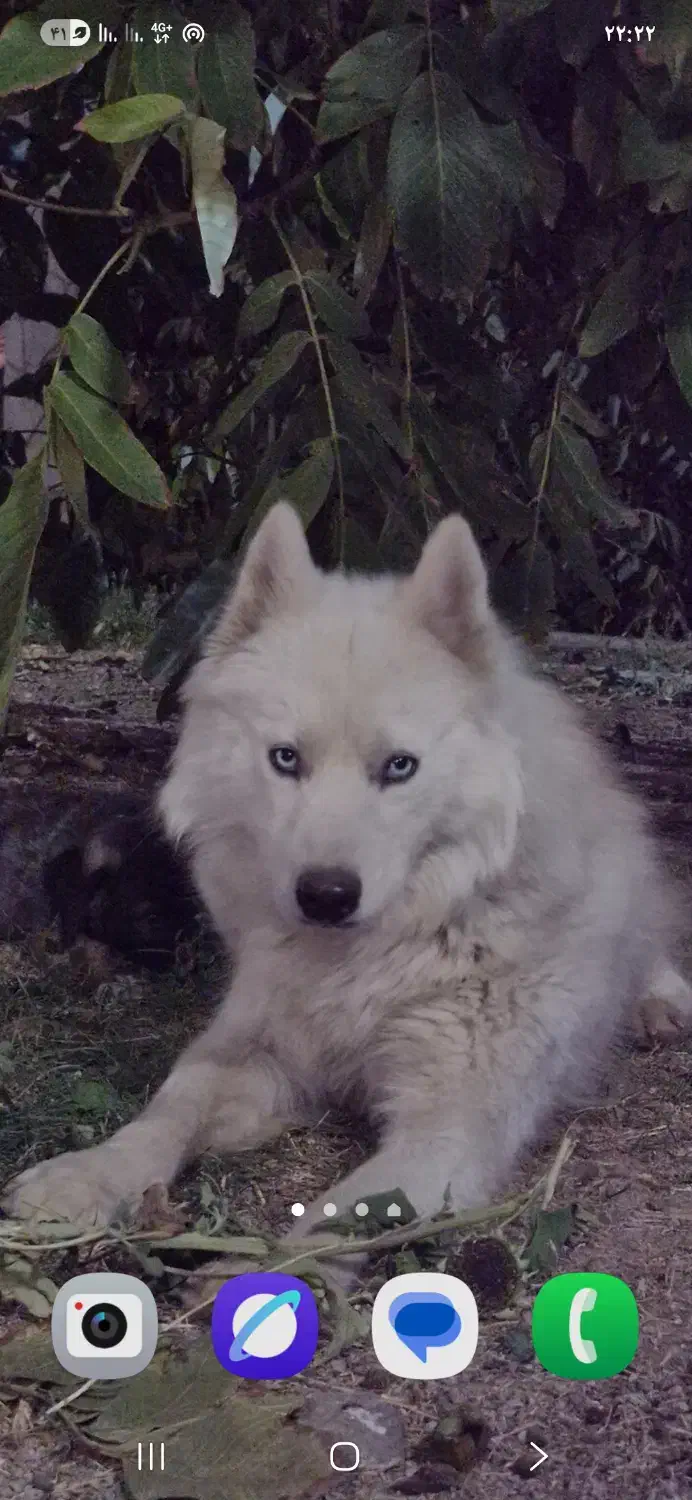 هاسکی|سگ|مراغه, |دیوار