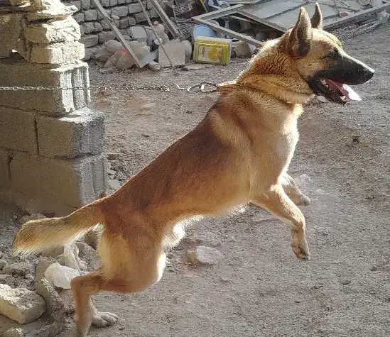 سگ گرگی نگهبان|سگ|نیشابور, دارایی|دیوار