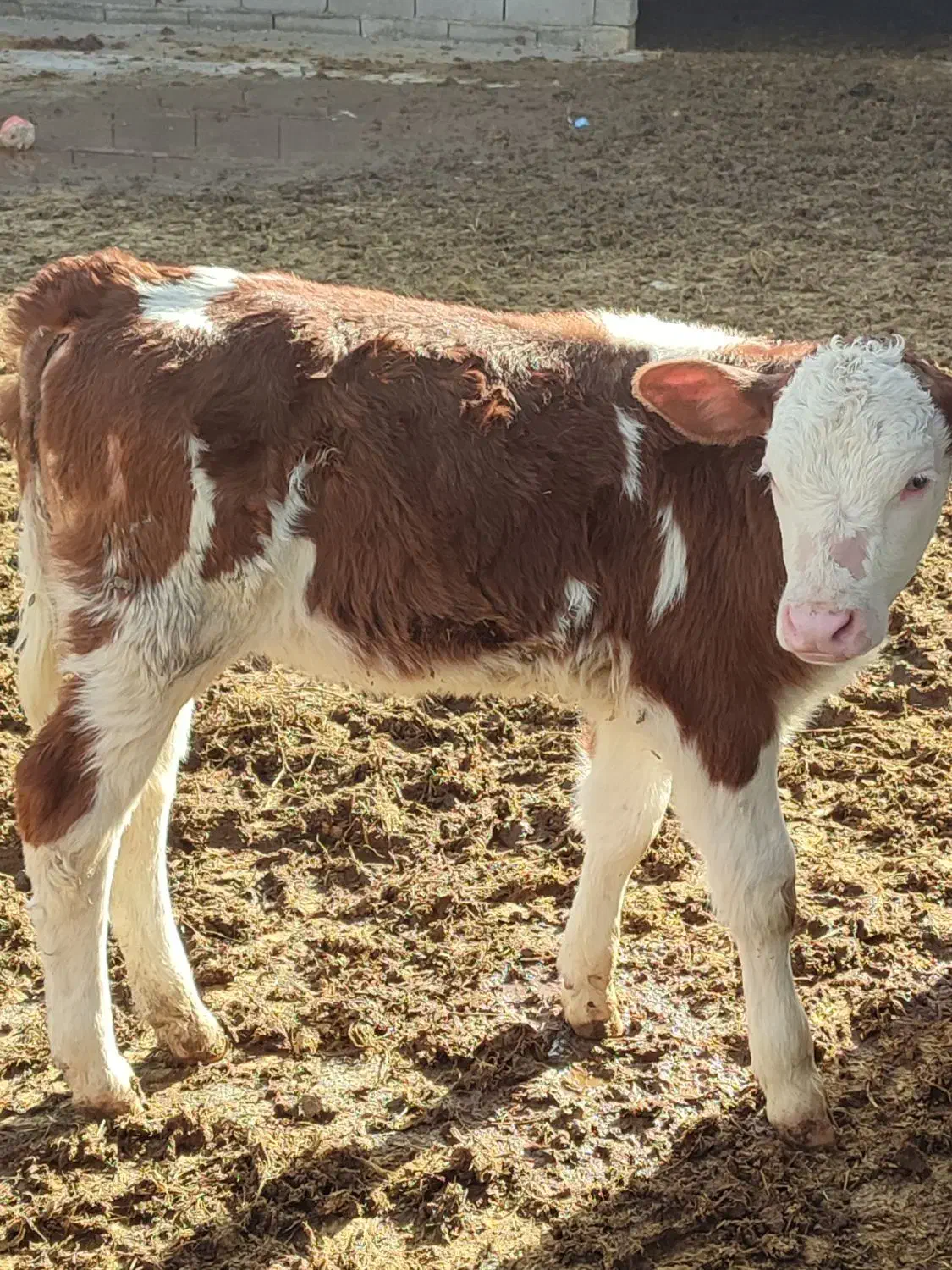 گاو گوساله|حیوانات مزرعه|اسفراین, |دیوار