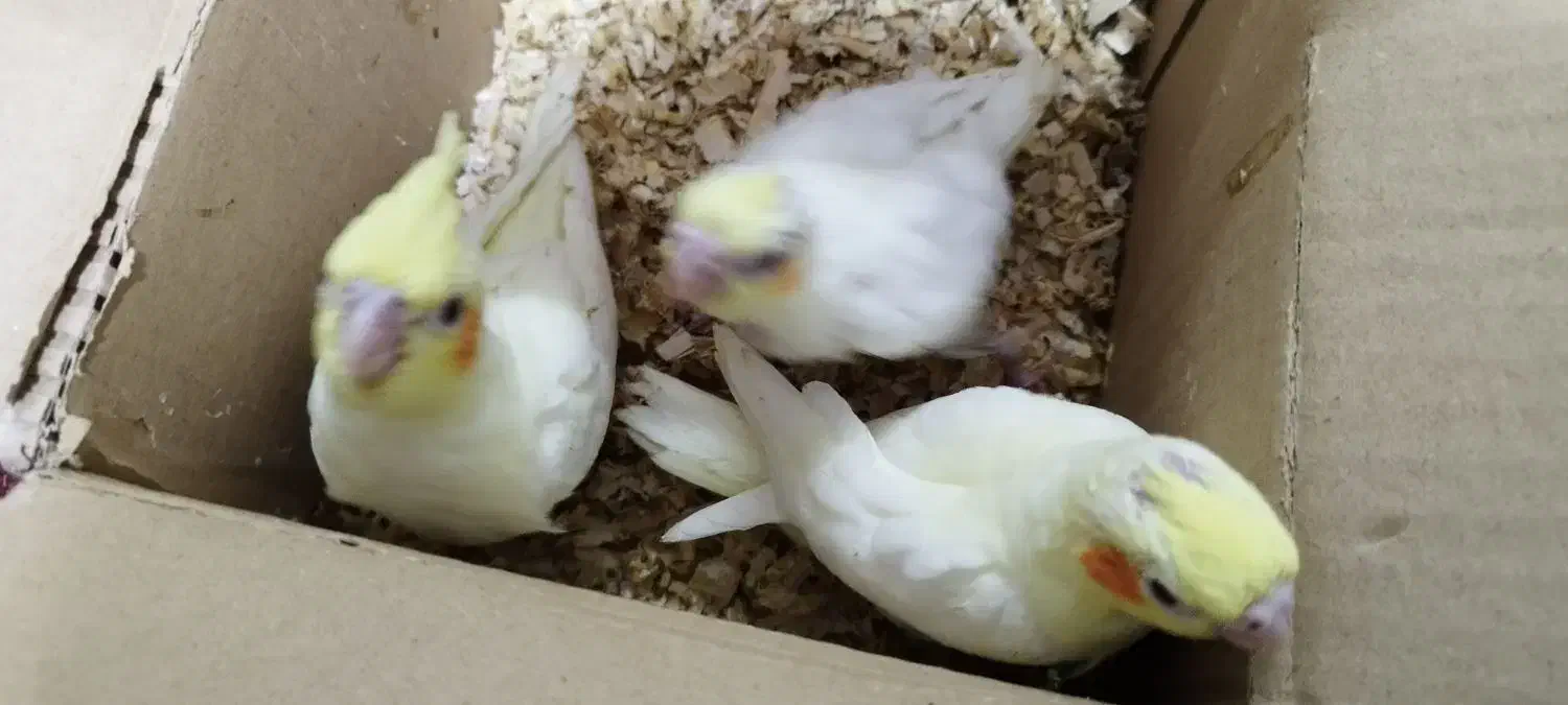 طوطی عروس هلندی|پرنده|بم, |دیوار