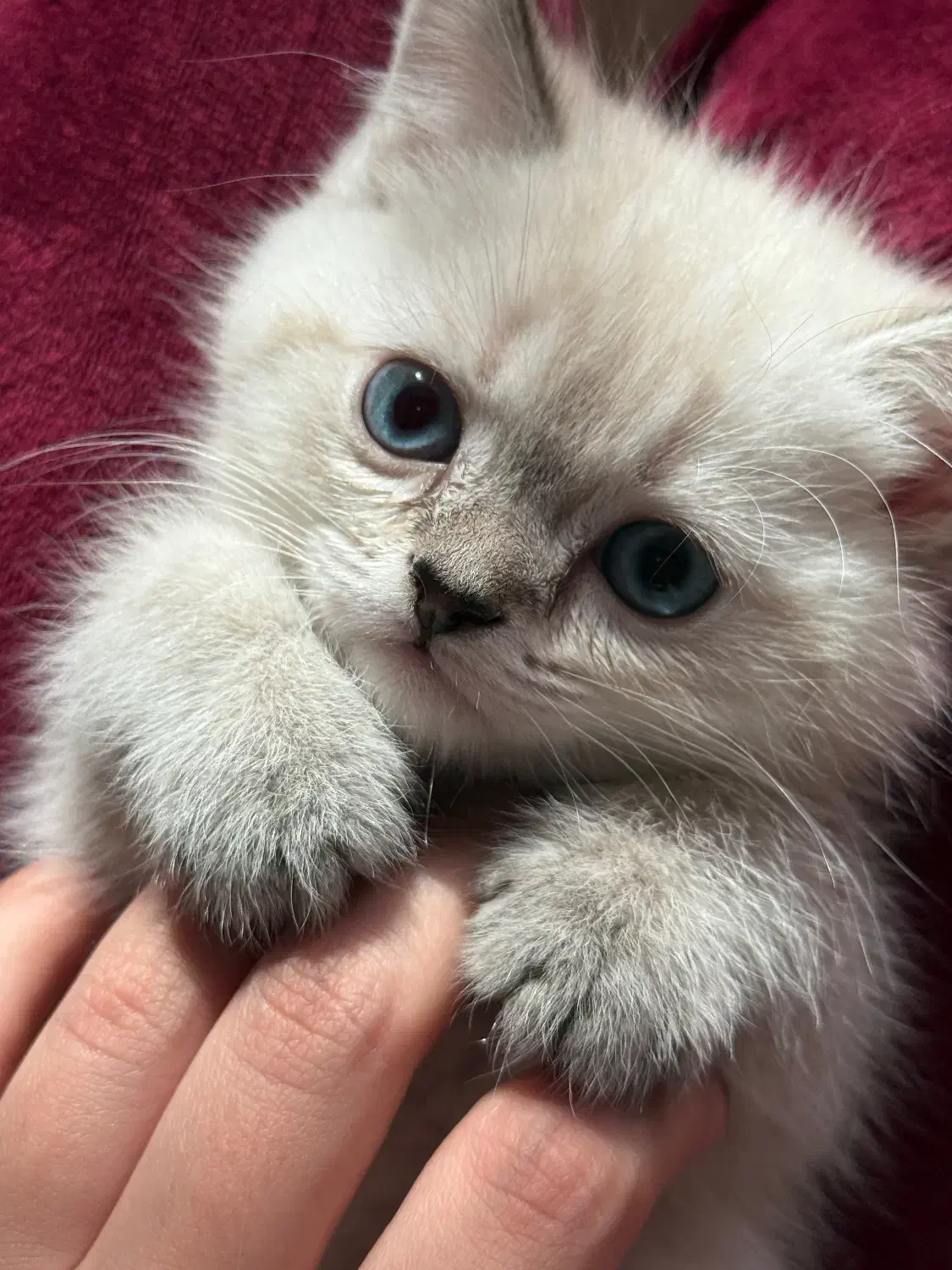 پیشی ملوسک|گربه|گنبد کاووس, |دیوار