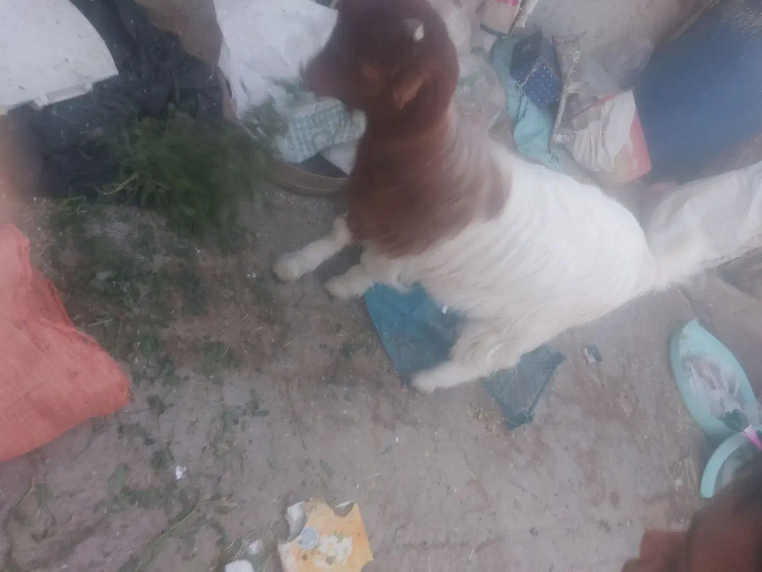 دوعدد گوسفند|حیوانات مزرعه|قنوات, |دیوار