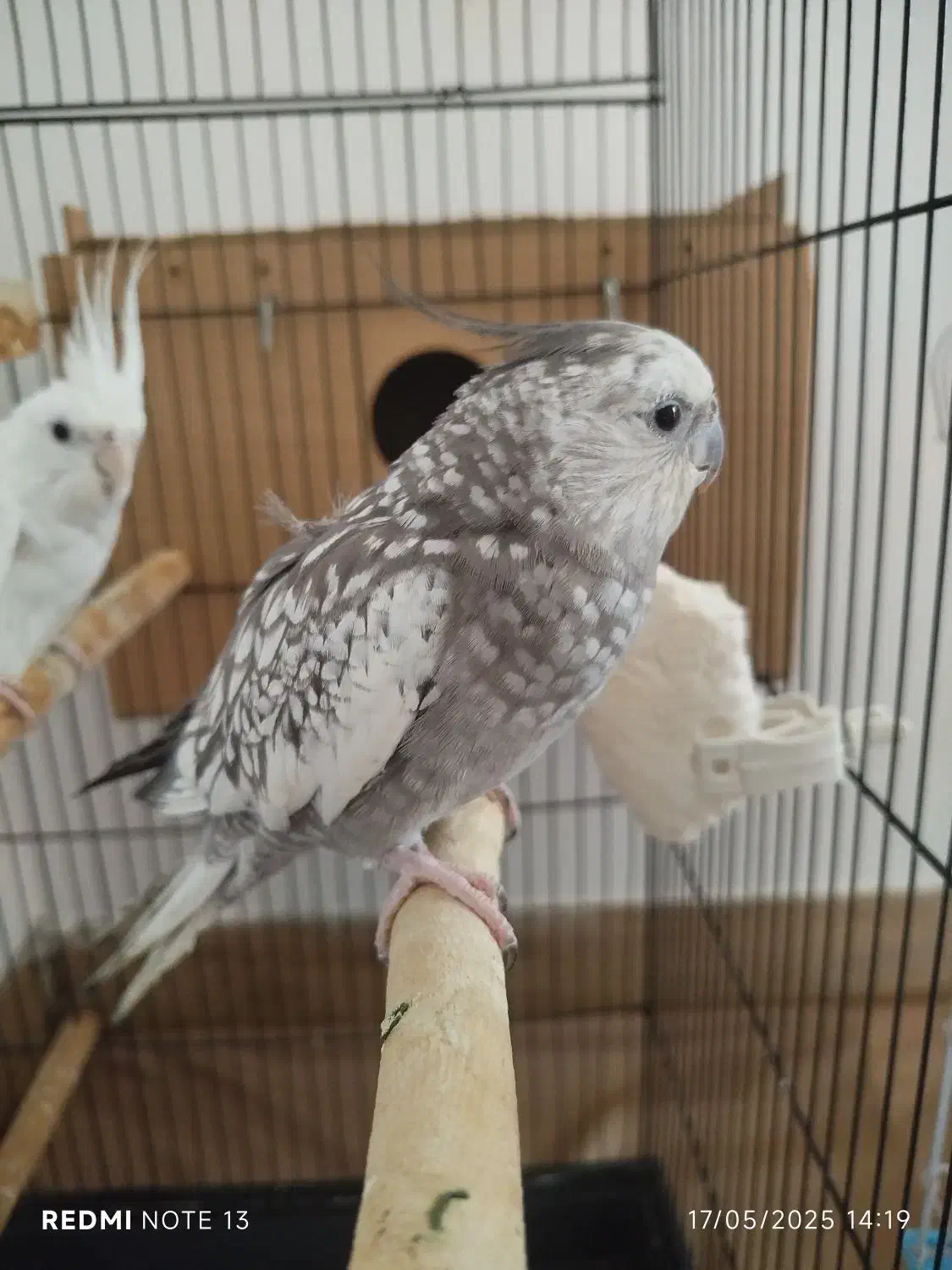 یک جفت عروس هلندی و یک جفت برزیلی|پرنده|بندر ترکمن, |دیوار