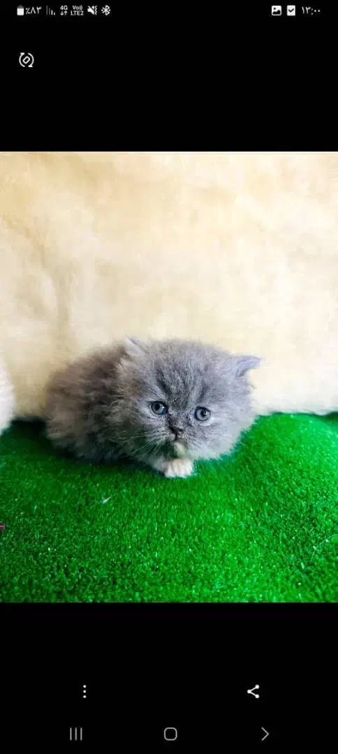 نژاد های اصیل و لوکس در m.k pet|گربه|تبریز, |دیوار