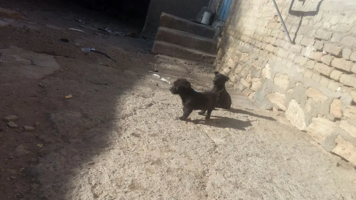 توله فیندو|سگ|قروه, |دیوار