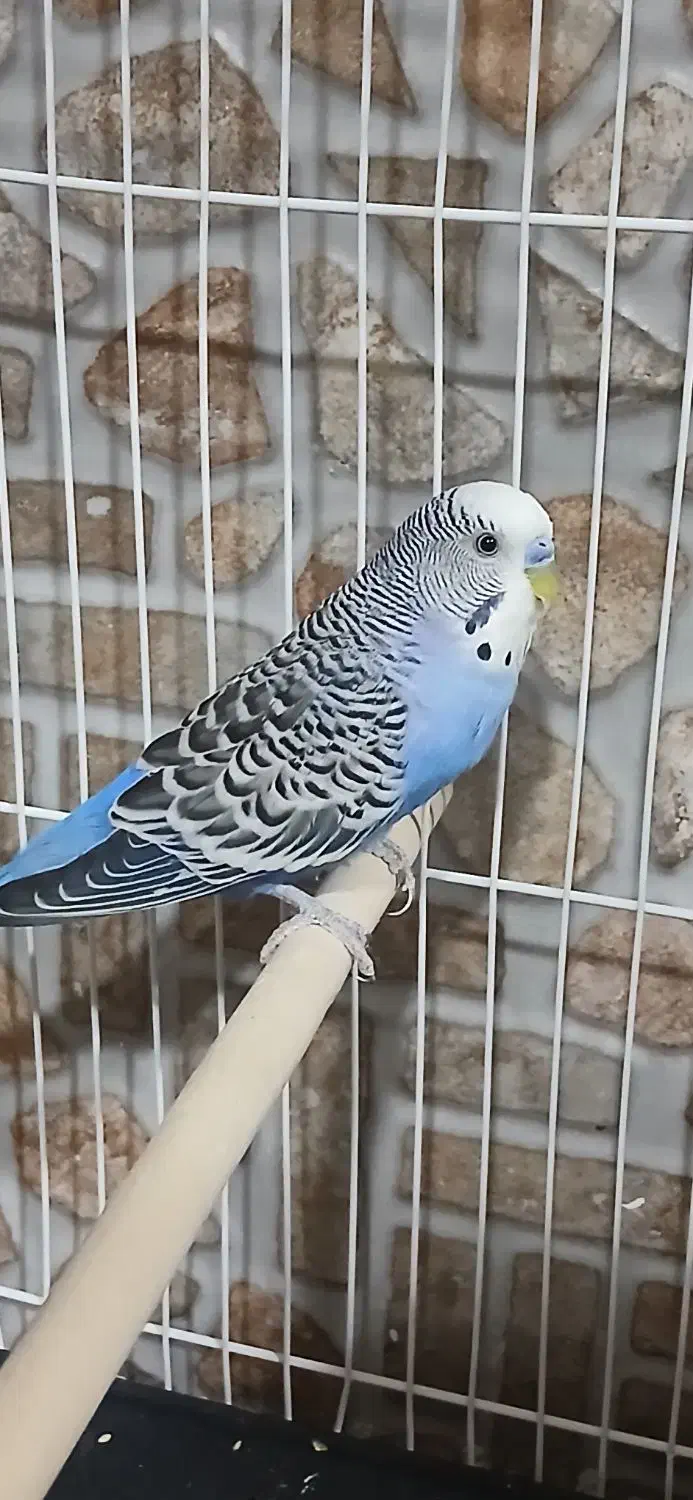 مرغ عشق|پرنده|سرایان, |دیوار