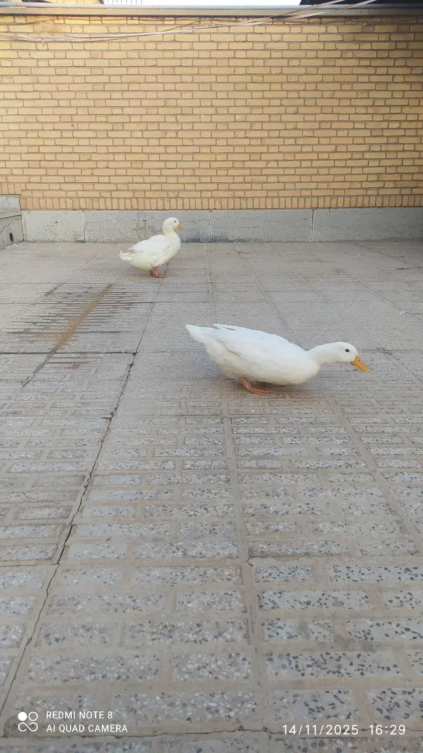 اردک خانگی|حیوانات مزرعه|شاهینشهر, شهرک ردانی پور|دیوار