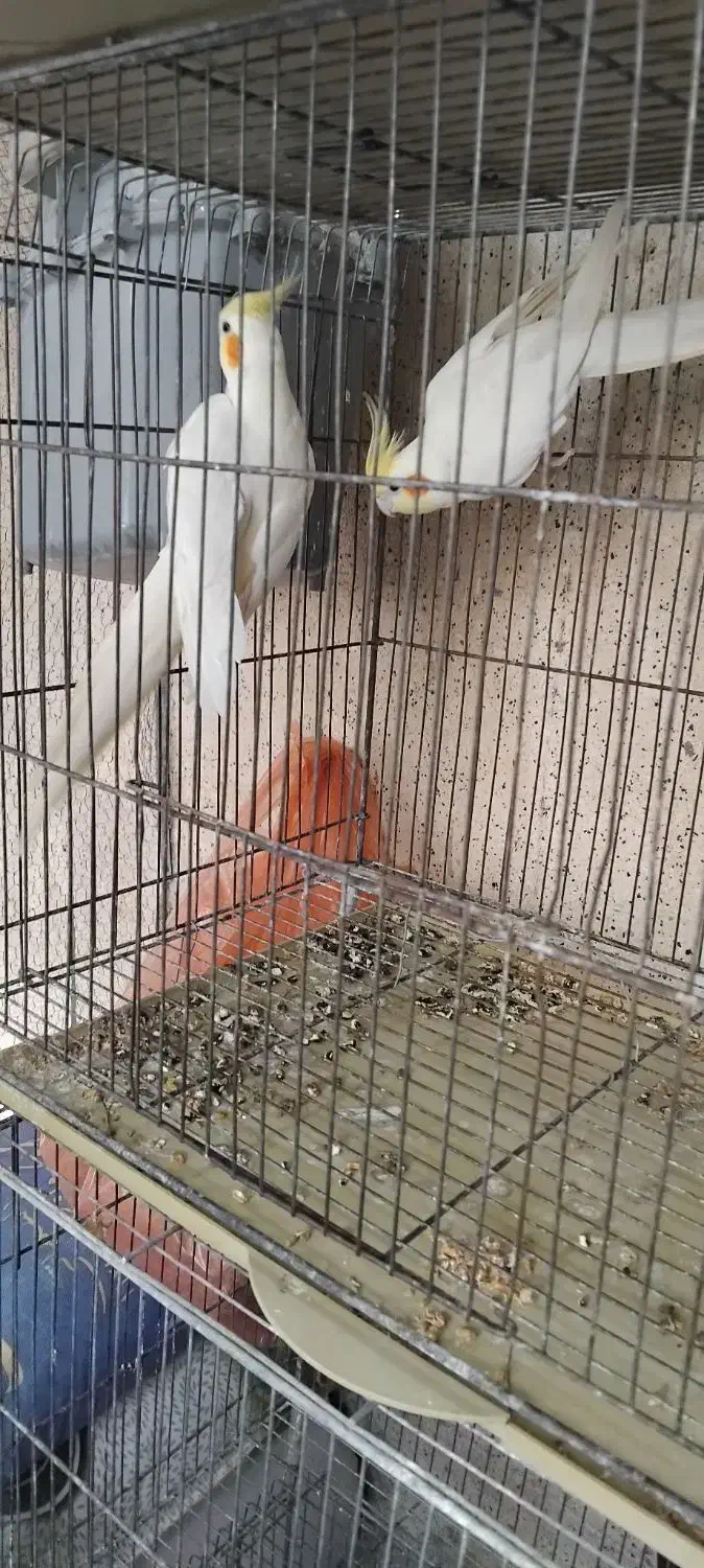 عروس هلندی دوسر لوتینو مولد تضمینی|پرنده|بجنورد, |دیوار