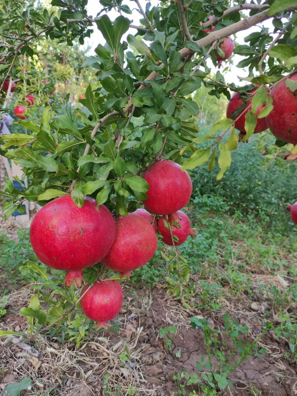 انار درجه یک بدون آفت|خوردنی و آشامیدنی|مهدی شهر, |دیوار