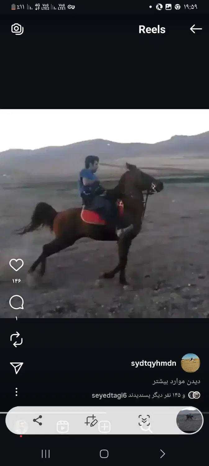 کره اسب نریان کرد چکی|اسب و تجهیزات اسبسواری|آوج, |دیوار