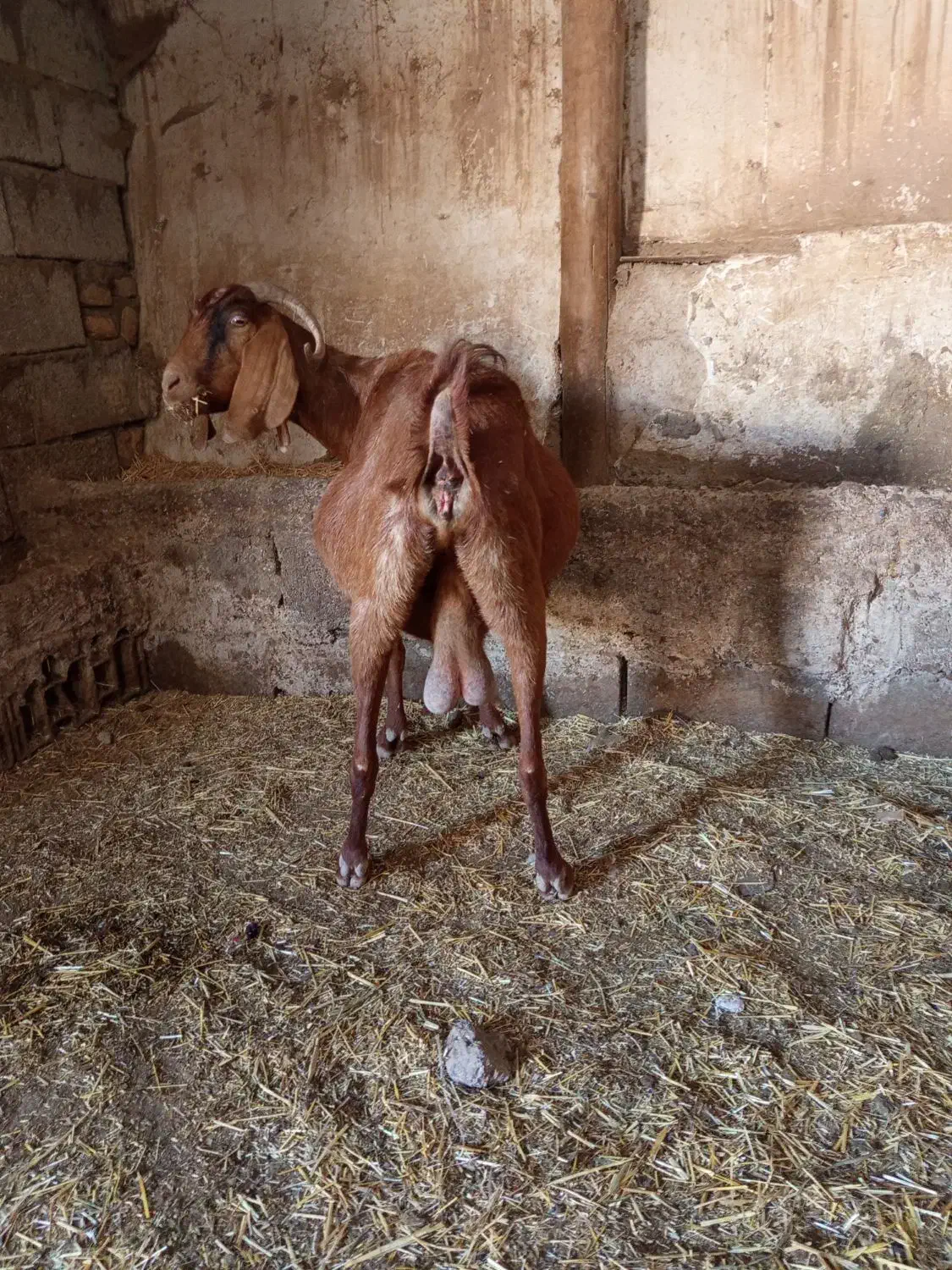 یک عددبزماده آبستن نگه داری|حیوانات مزرعه|خواجه, |دیوار