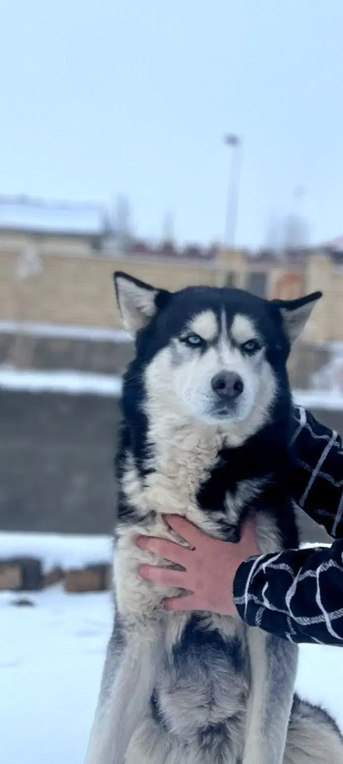 هاسکی اورجینال اصیل|سگ|فریمان, |دیوار