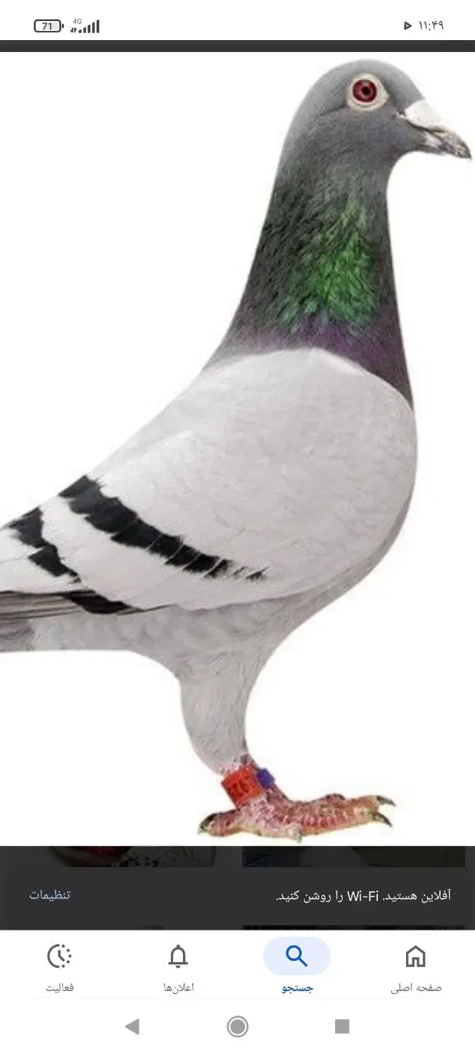 فروشی|پرنده|ایذه, |دیوار