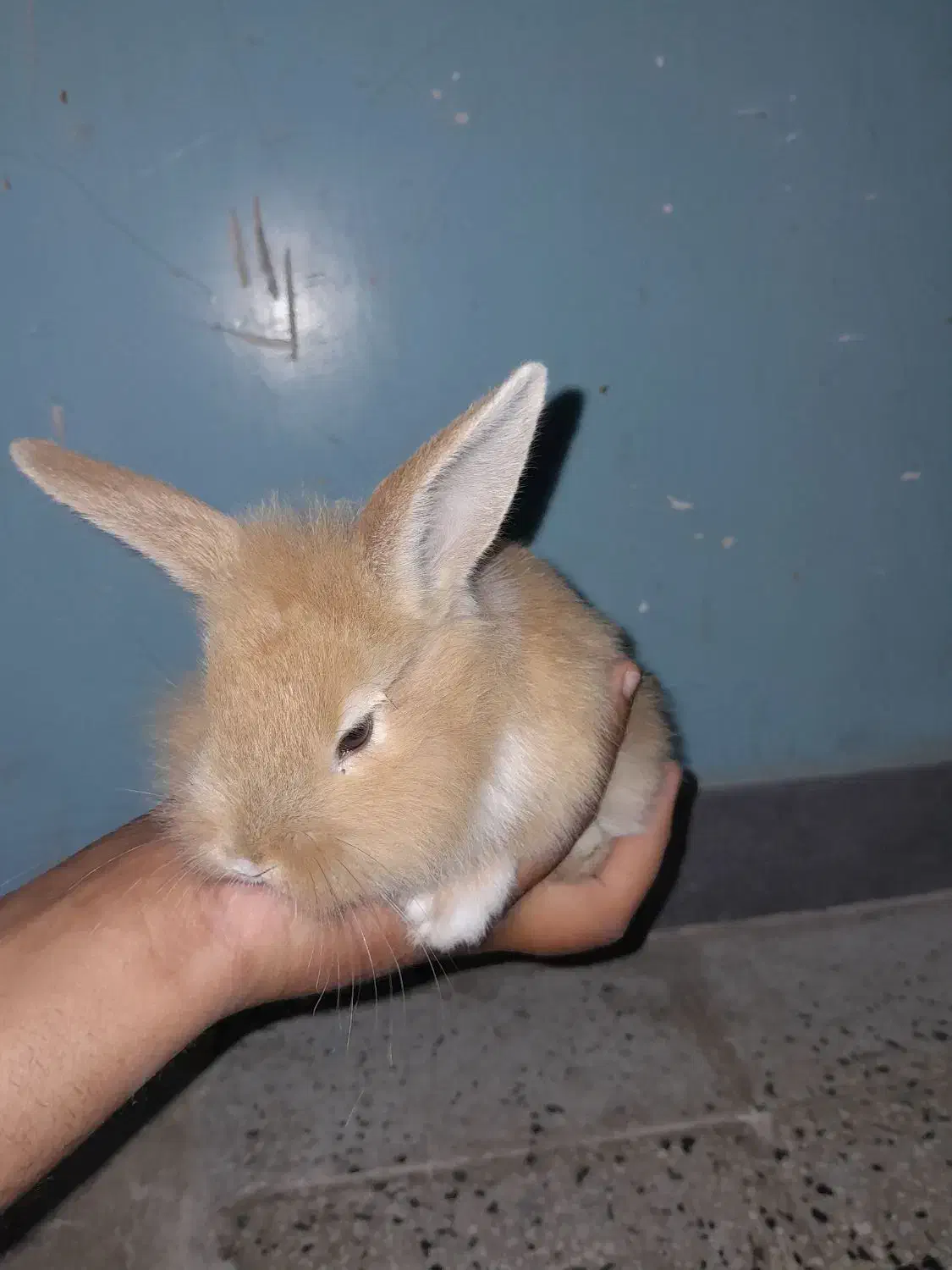 خرگوش لوپ|موش و خرگوش|خورموج, |دیوار