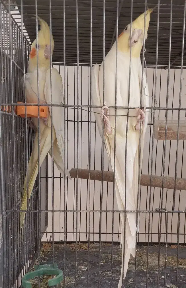 عروس هلندی|پرنده|خمینی‌شهر, |دیوار