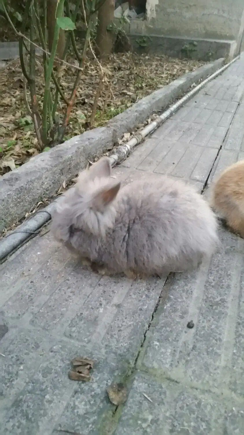 بچه خرگوش پشم آلو|موش و خرگوش|کردکوی, |دیوار