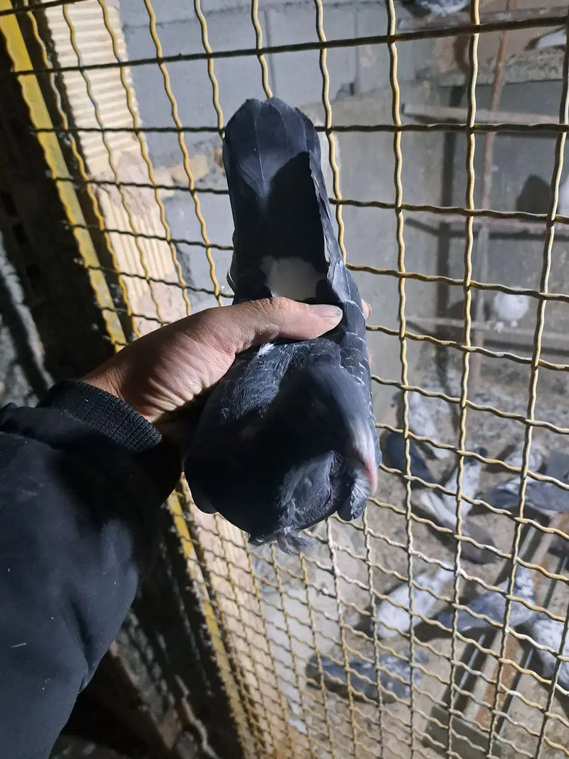 ماده پلاکی|پرنده|شهرکرد, |دیوار