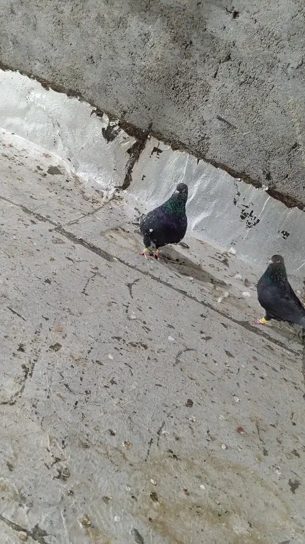 کله تاپ سیاه|پرنده|باوی, |دیوار