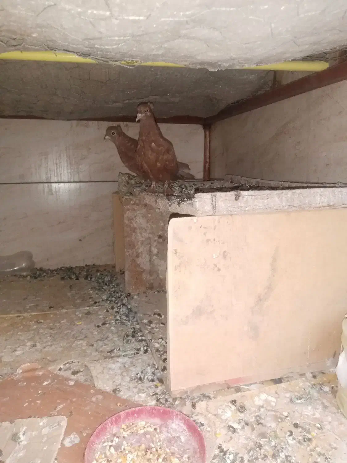 یک جفت جوجه گلی کلاهی|پرنده|کرمان, |دیوار