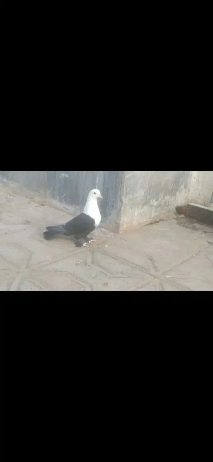 کله سفید|پرنده|شهرآباد, |دیوار