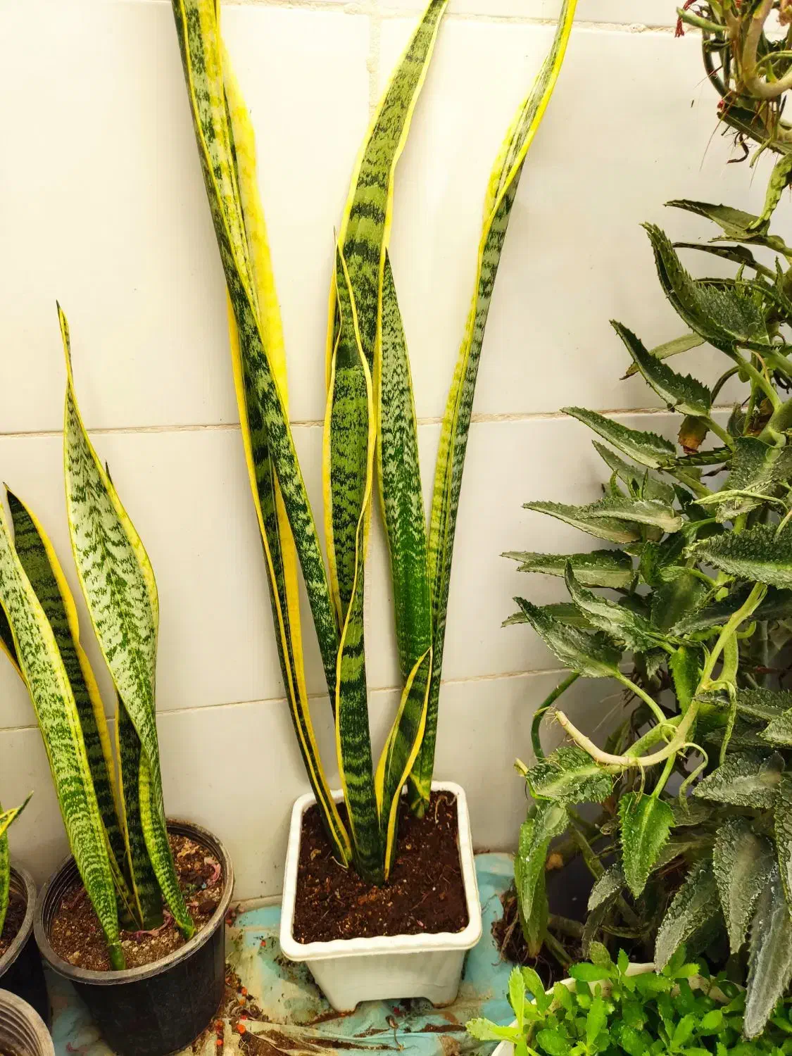 گل زیبا و شاداب خانگی|گل و گیاه طبیعی|خرمآباد, |دیوار