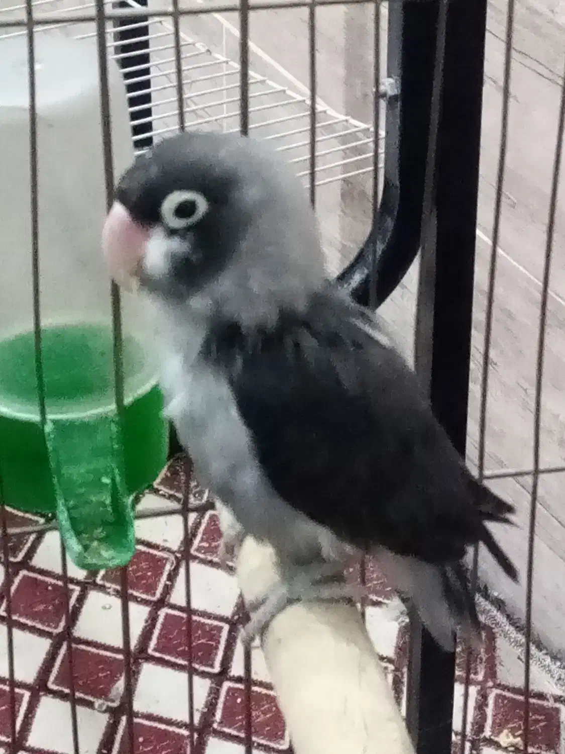 طوطی کوتوله با تخفیف ویژه|پرنده|رفسنجان, |دیوار