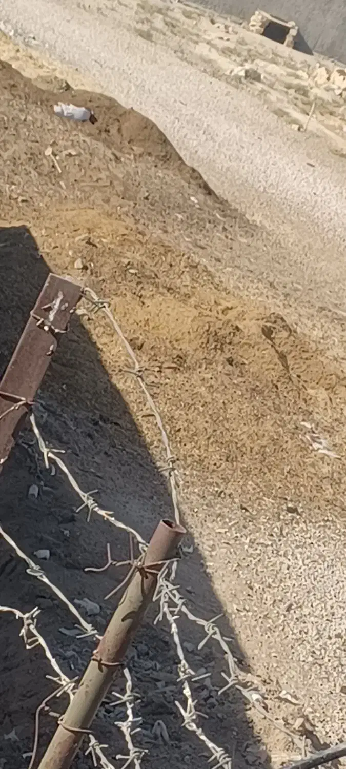 فروش کود گوسفند|لوازم جانبی حیوانات|دهدشت, |دیوار