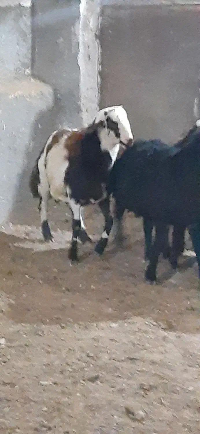بره قوچی|حیوانات مزرعه|تربت جام, جلگه موسی آباد|دیوار