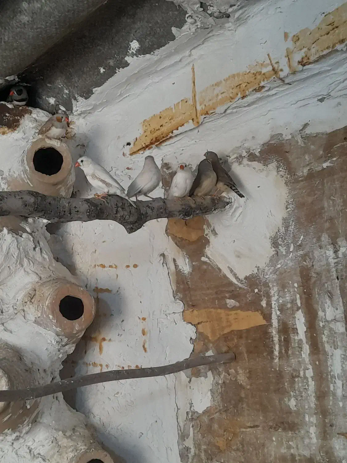 فنج مولد|پرنده|بندر ترکمن, |دیوار