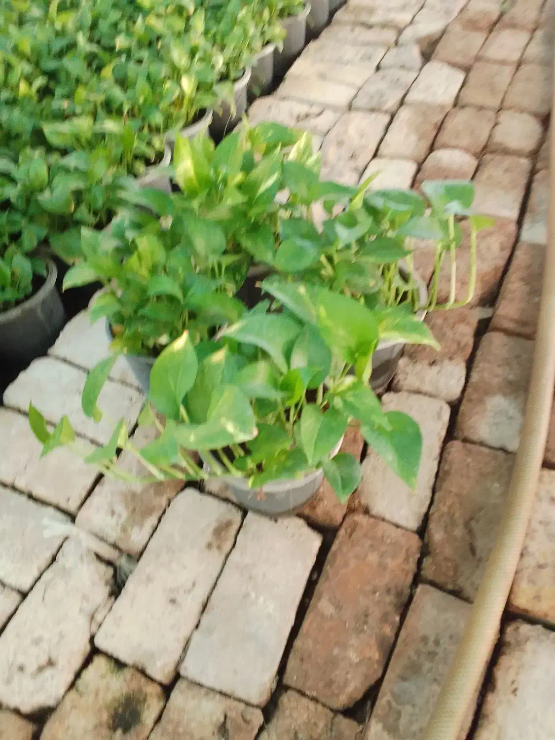 تولیدی گلهای اپارتمانی|گل و گیاه طبیعی|قرچک, صالح آباد|دیوار