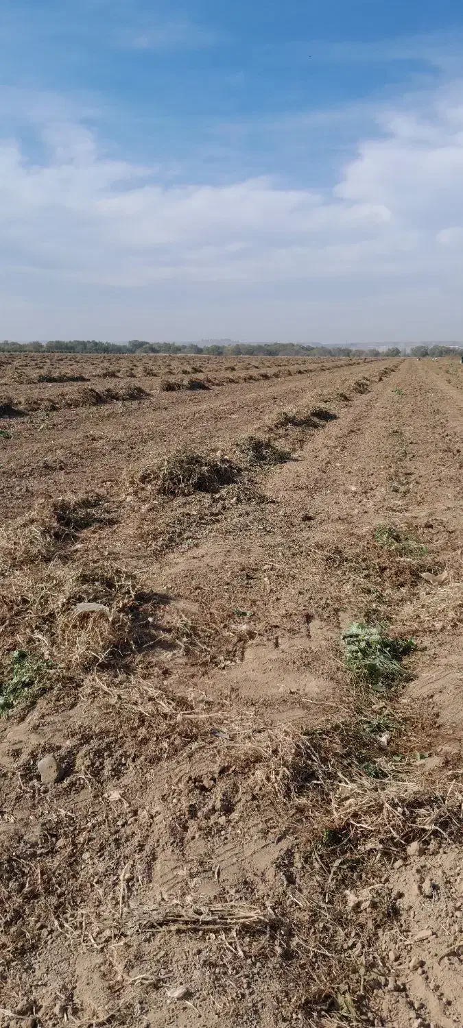 خرید فروش علف بادام زمینی|لوازم جانبی حیوانات|اسلام آباد, |دیوار