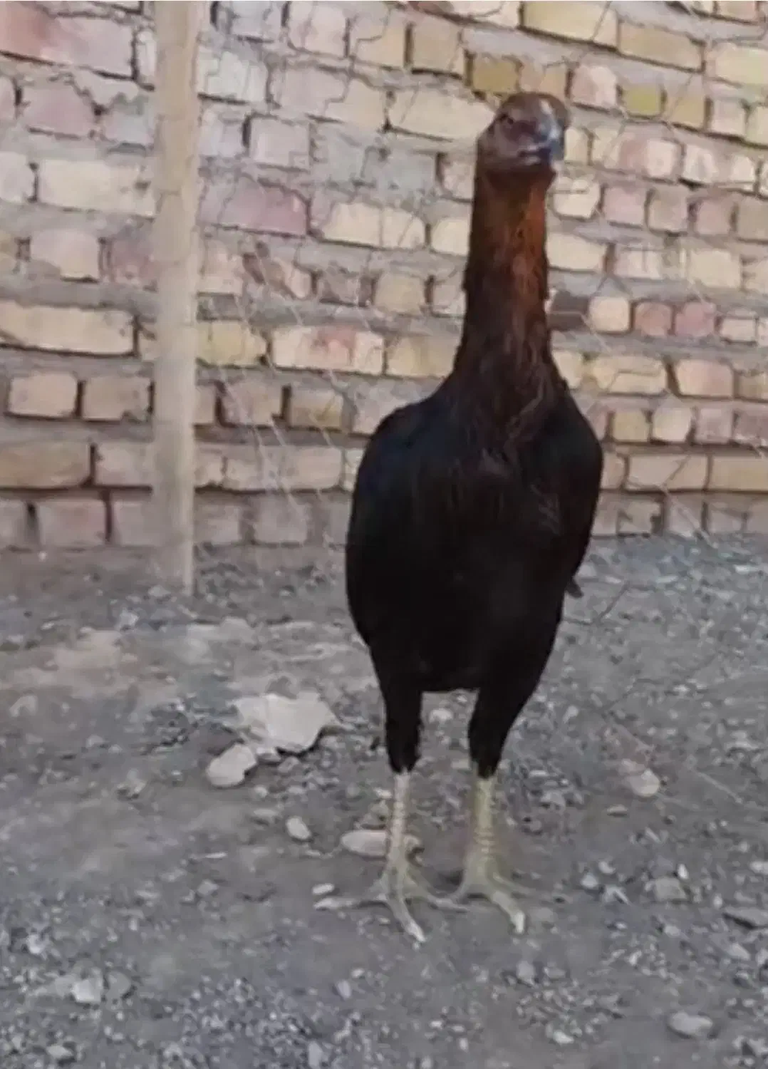 مرغ وخروس لاری|حیوانات مزرعه|تهران, شهرک طالقانی|دیوار